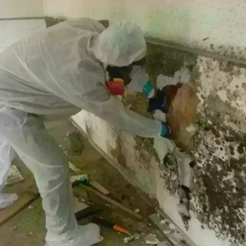 Mold Remediation and Removal in Sussex, NJ